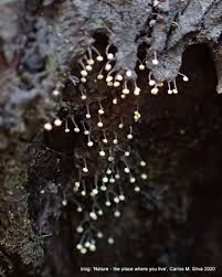 Attēlu rezultāti vaicājumam “Physarum bitectum spores”