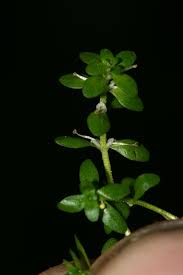 Attēlu rezultāti vaicājumam “Callitriche cophocarpa”