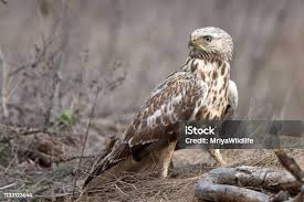Attēlu rezultāti vaicājumam “Buteo lagopus”