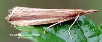 Attēlu rezultāti vaicājumam “Donacaula mucronella”