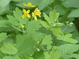 Image result for Chelidonium majus