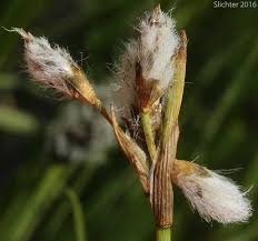 Attēlu rezultāti vaicājumam “Eriophorum gracile”
