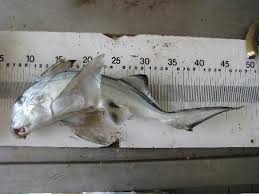 Image result for Callorhinchus capensis