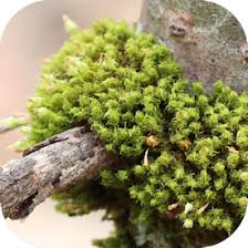 Attēlu rezultāti vaicājumam “Ulota crispa”