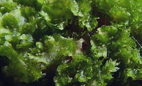 Attēlu rezultāti vaicājumam “Blasia pusilla”