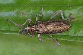 Attēlu rezultāti vaicājumam “Donacia clavipes”