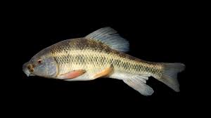 Image result for Minytrema melanops