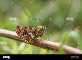 Attēlu rezultāti vaicājumam “Clossiana euphrosyne”