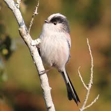 Attēlu rezultāti vaicājumam “Aegithalos caudatus”