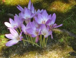 Attēlu rezultāti vaicājumam “Colchicum autumnale”