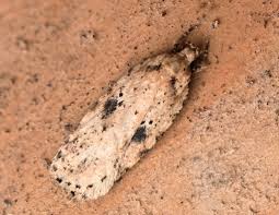 Attēlu rezultāti vaicājumam “Semioscopis avellanella imago”