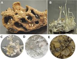 Attēlu rezultāti vaicājumam “Diderma testaceum spores”