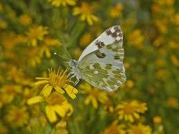 Attēlu rezultāti vaicājumam “Pontia edusa upperside”
