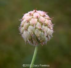 Attēlu rezultāti vaicājumam “Trifolium fragiferum flower”