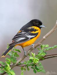 Image result for Icterus galbula