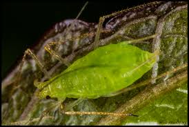 Attēlu rezultāti vaicājumam “Acyrthosiphon”