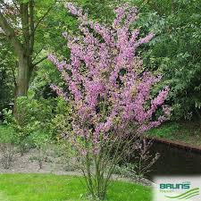 Attēlu rezultāti vaicājumam “Cercis siliquastrum”