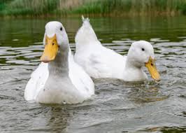 Image result for Aylesbury Ducks Sub Aqua Club