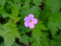 Attēlu rezultāti vaicājumam “Geranium robertianum”