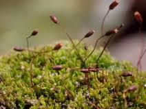 Attēlu rezultāti vaicājumam “Tortula subulata”