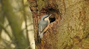 Attēlu rezultāti vaicājumam “Sitta europaea nest”