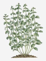 Image result for Marrubium vulgare