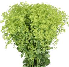 Image result for Alchemilla mollis