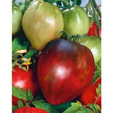 Afbeeldingsresultaat voor black oxheart tomato