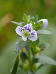 Attēlu rezultāti vaicājumam “Veronica serpyllifolia leaf”