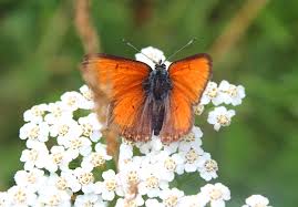 Attēlu rezultāti vaicājumam “Lycaena hippothoe male”