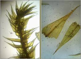 Attēlu rezultāti vaicājumam “Brachytheciastrum velutinum”