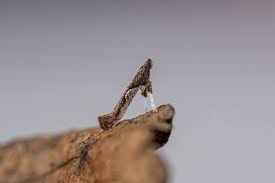 Attēlu rezultāti vaicājumam “Caloptilia stigmatella”