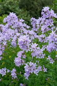 Image result for Campanula affinis