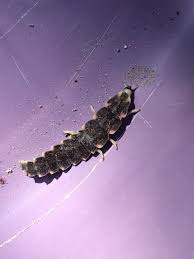 Attēlu rezultāti vaicājumam “Phosphaenus hemipterus”