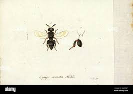 Attēlu rezultāti vaicājumam “Cynips quercusfolii”