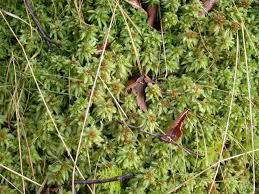 Attēlu rezultāti vaicājumam “Sphagnum palustre”