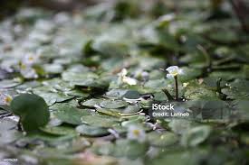 Attēlu rezultāti vaicājumam “Hydrocharitaceae”