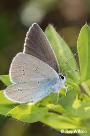 Attēlu rezultāti vaicājumam “Cupido minimus underside”