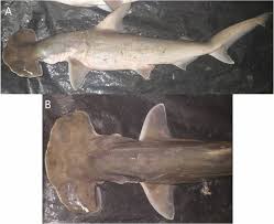 Image result for Sphyrna media