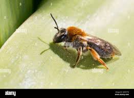 Attēlu rezultāti vaicājumam “Andrena haemorrhoa female”