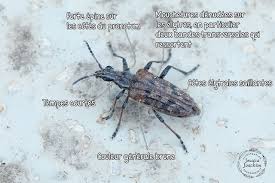 Attēlu rezultāti vaicājumam “Rhagium inquisitor”