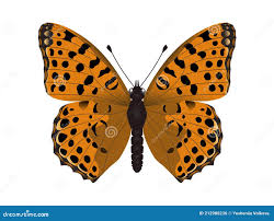 Attēlu rezultāti vaicājumam “Issoria lathonia”