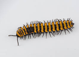 Attēlu rezultāti vaicājumam “Myriapoda”