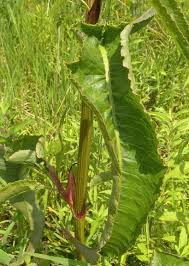 Attēlu rezultāti vaicājumam “Rumex hydrolapathum leaf”