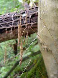 Attēlu rezultāti vaicājumam “Festuca altissima flower”