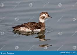 Attēlu rezultāti vaicājumam “Clangula hyemalis”