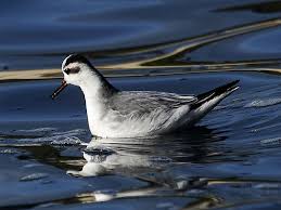 Attēlu rezultāti vaicājumam “Phalaropus fulicarius adult”