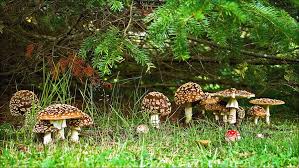 Attēlu rezultāti vaicājumam “Amanita regalis”