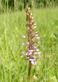 Attēlu rezultāti vaicājumam “Gymnadenia conopsea fruit”