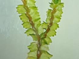 Attēlu rezultāti vaicājumam “Barbilophozia barbata”